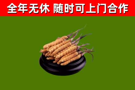 龙州县烟酒回收冬虫夏草.jpg