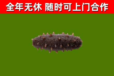 龙州县烟酒回收干海参.jpg
